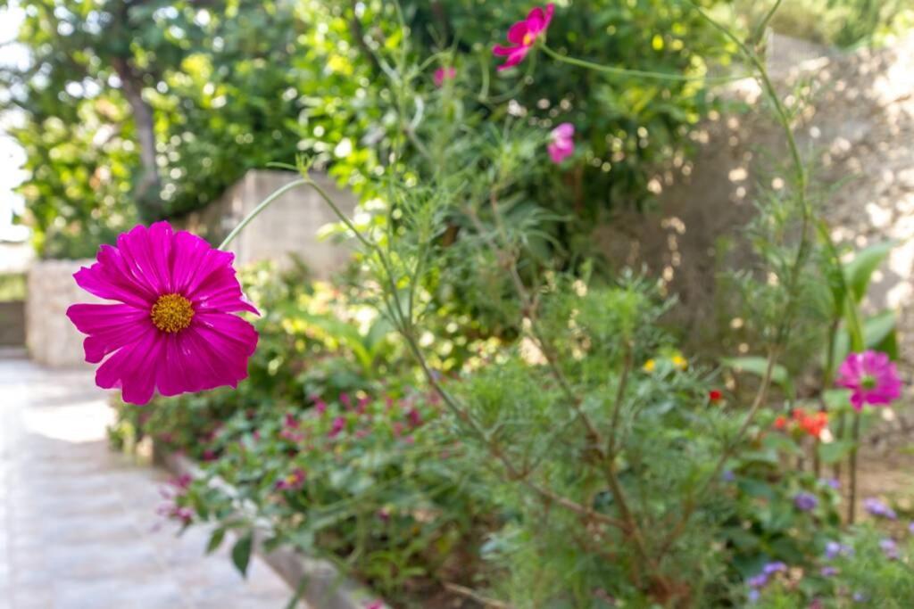 Apartman Buki **** Σπλιτ Εξωτερικό φωτογραφία